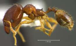 Image of <i>Pheidole tristicula</i>