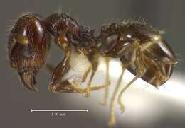 Image of <i>Pheidole umphreyi</i>