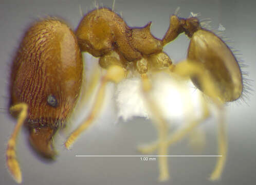 Image of <i>Pheidole ademonia</i>