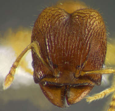 Image of <i>Pheidole ademonia</i>