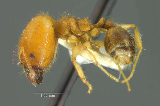 Image of Pheidole virago Wheeler 1915