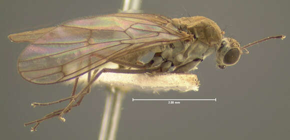 Image of Clinocera binotata Loew 1876