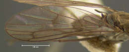 Image of Clinocera binotata Loew 1876