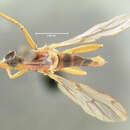 Image of Empis tridentata Coquillett 1901