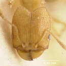 Image of Pheidole sauteri Wheeler 1909