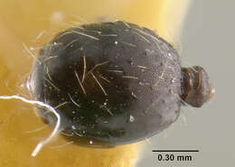 صورة Pheidole susannae Forel 1886