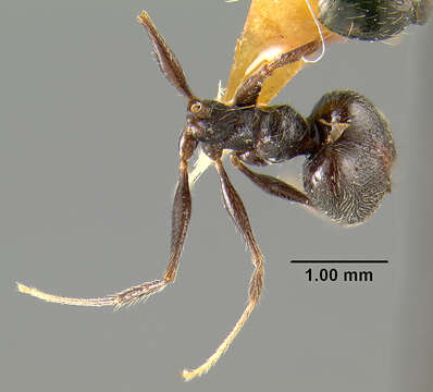 صورة Pheidole susannae Forel 1886