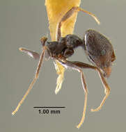 صورة Pheidole susannae Forel 1886