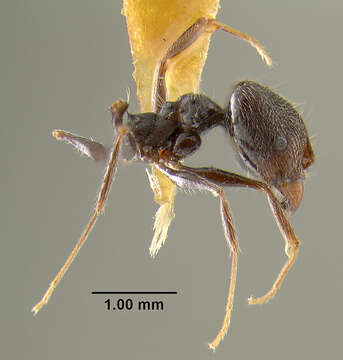 صورة Pheidole susannae Forel 1886