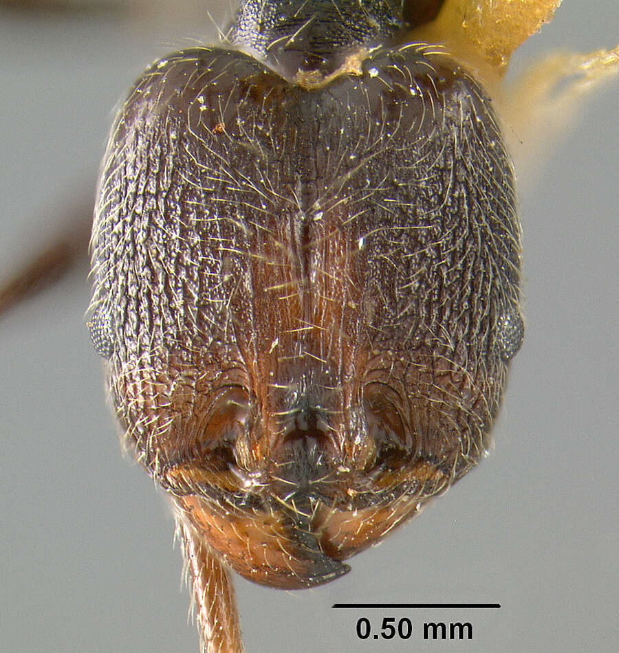 صورة Pheidole susannae Forel 1886