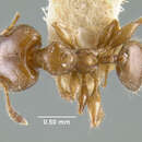 Image of Pheidole sagana Wheeler 1934