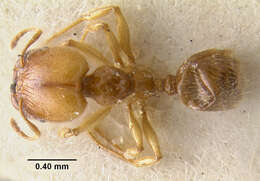 Image of Pheidole subarmata Mayr 1884