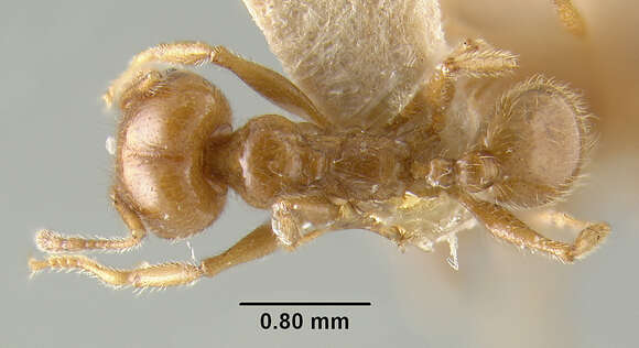 Pheidole vafella Wheeler 1925 resmi