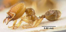 Image of Pheidole subarmata Mayr 1884