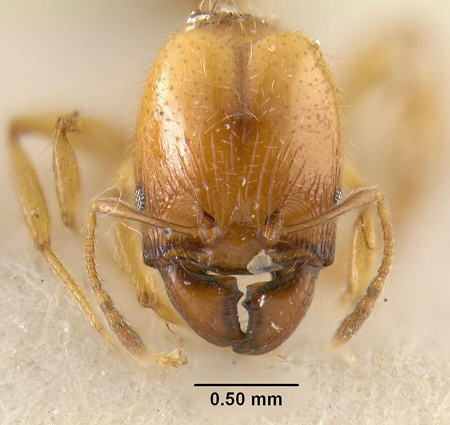 Image of Pheidole subarmata Mayr 1884