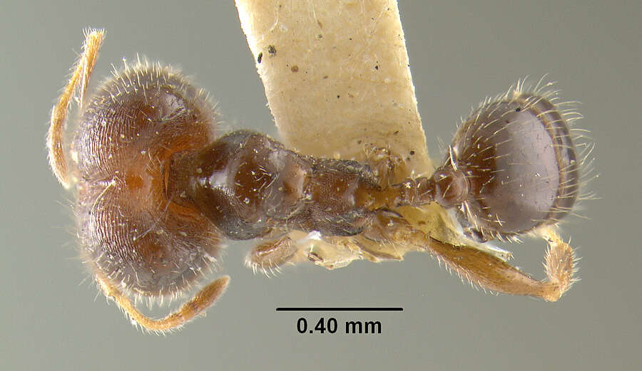 Image de Pheidole tepicana Pergande 1896