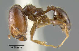 Image de Pheidole tepicana Pergande 1896