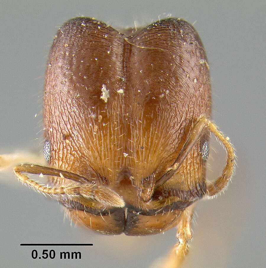 Image de Pheidole tepicana Pergande 1896