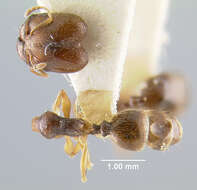 Pheidole pilifera (Roger 1863)的圖片