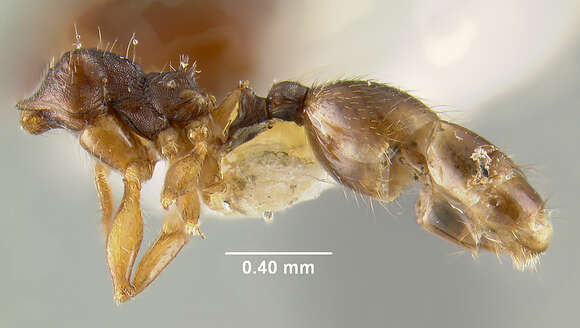 Pheidole pilifera (Roger 1863)的圖片