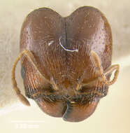 Pheidole pilifera (Roger 1863)的圖片