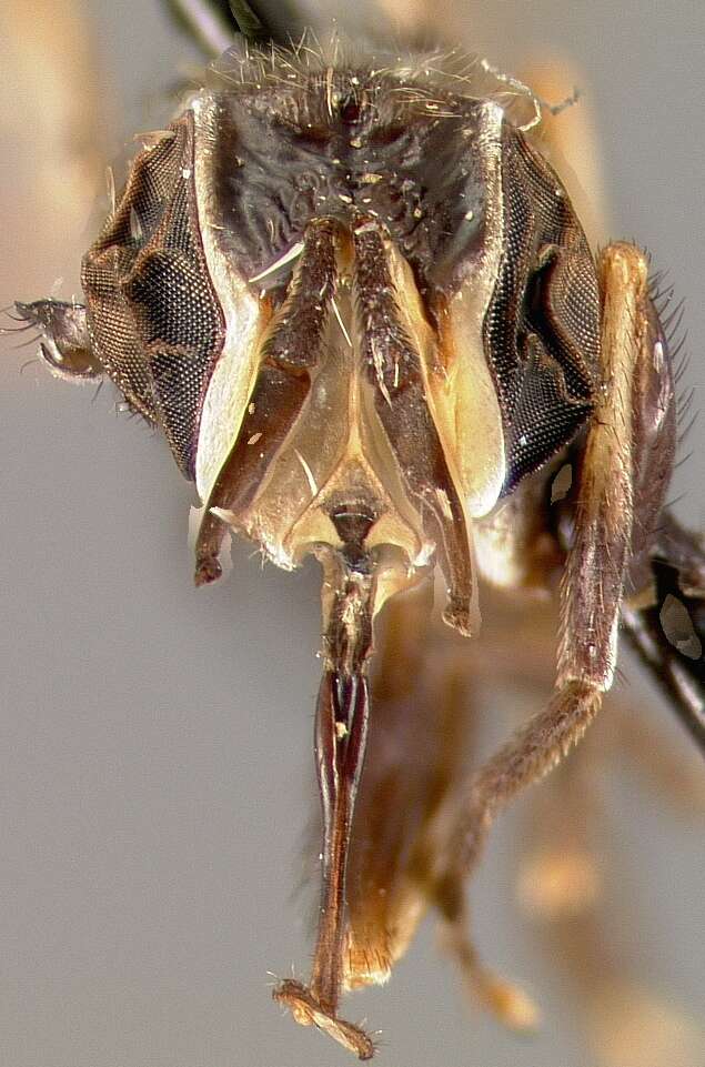 Image of Physoconops sylvosus (Williston 1882)