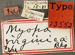 Image de Myopa virginica Banks 1916