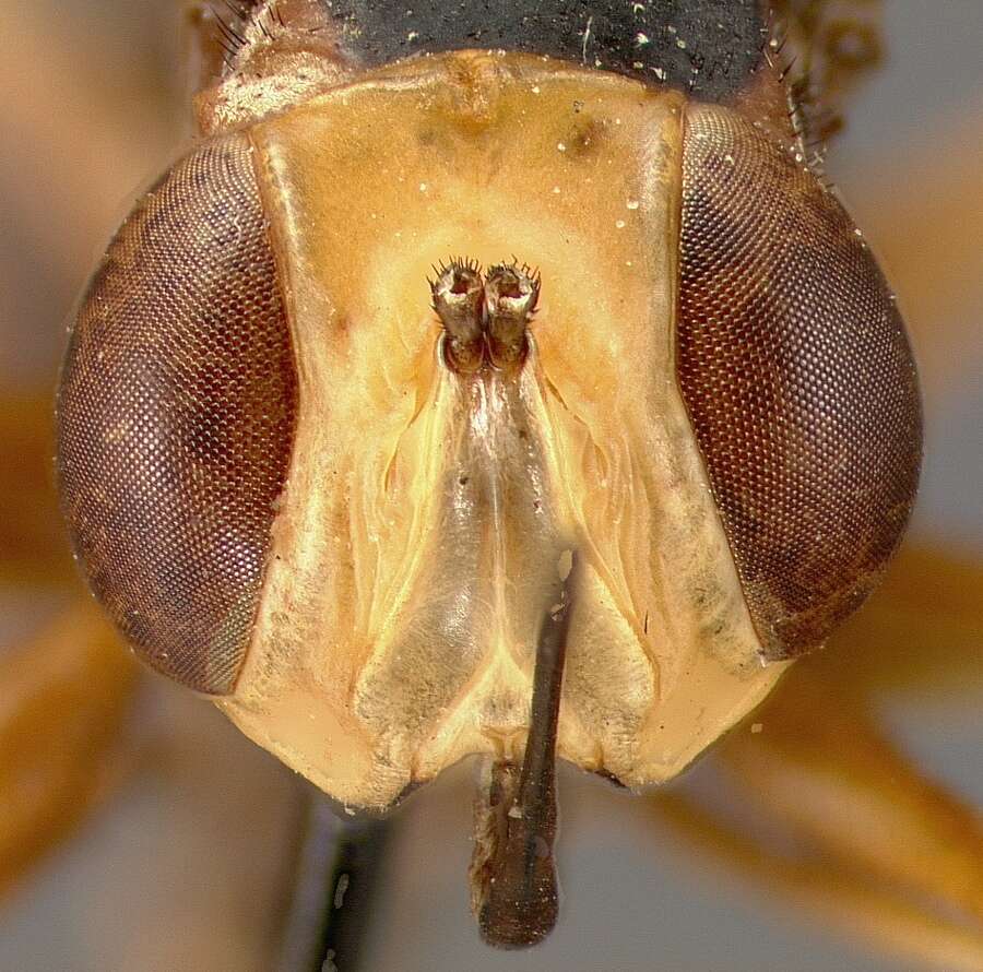 Image of Physocephala maculigera Krober 1915