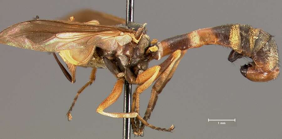 صورة Physocephala limbipennis Meijere 1910