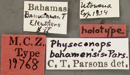 Image of Physoconops bahamensis Parsons 1940