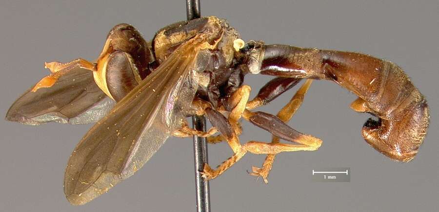 Image of Physocephala venusta Parsons 1940