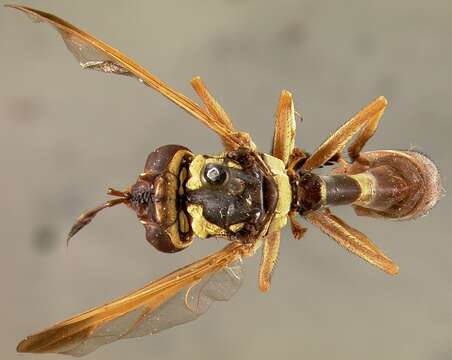 Image of Physoconops parsonsi Camras 1955