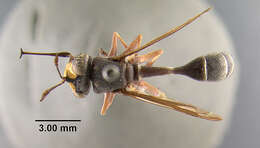 Image of Physocephala furcillata (Williston 1882)