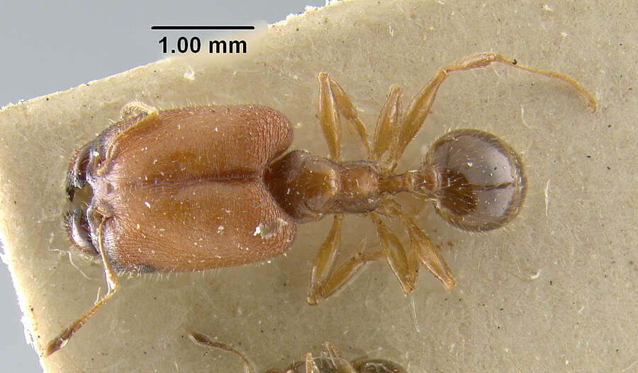 Image de Pheidole tepicana Pergande 1896