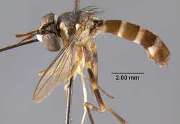 Image of Stylogaster fasciata Aldrich 1930