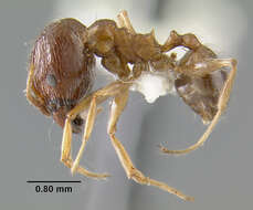 Image of Ant