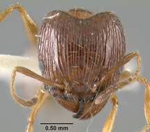 Image of Ant