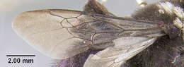 Image of Mesonychium garleppi (Schrottky 1910)