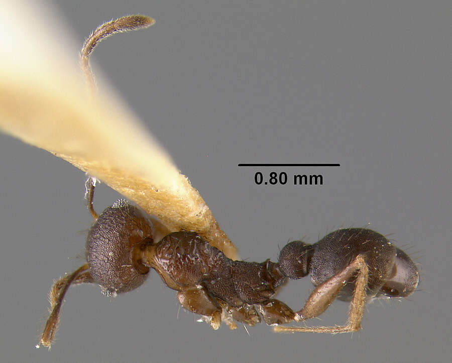 Image of Pheidole spathifera Forel 1902