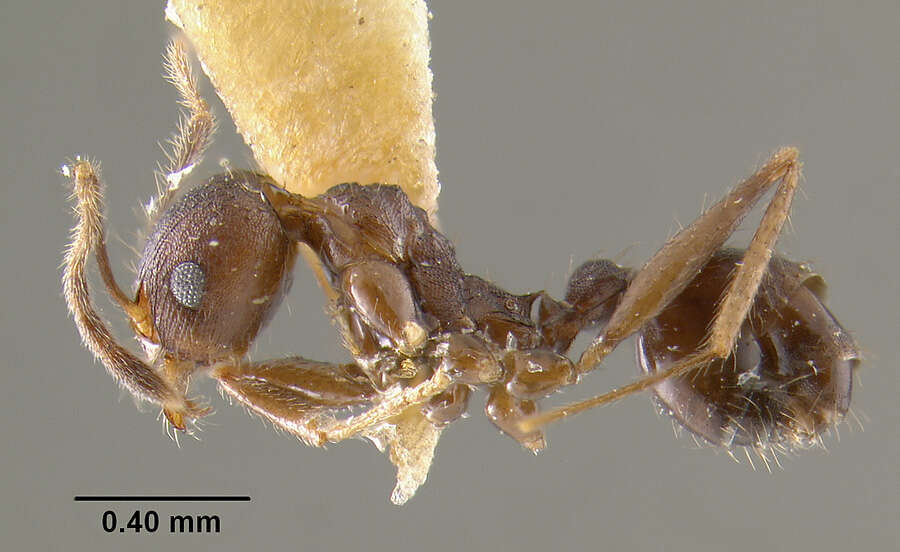 Image of Pheidole spathifera Forel 1902