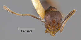 Image of Pheidole spathifera Forel 1902