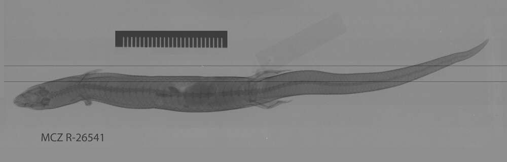 Image de Brachymeles gracilis (Fischer 1885)