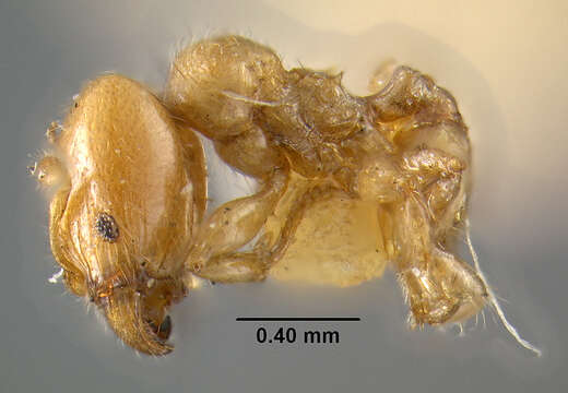 Pheidole tenerescens Wheeler 1922的圖片