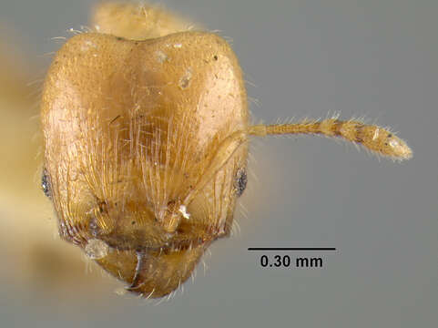 Pheidole tenerescens Wheeler 1922的圖片