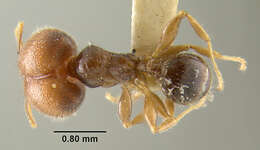 Image de Pheidole tepicana Pergande 1896