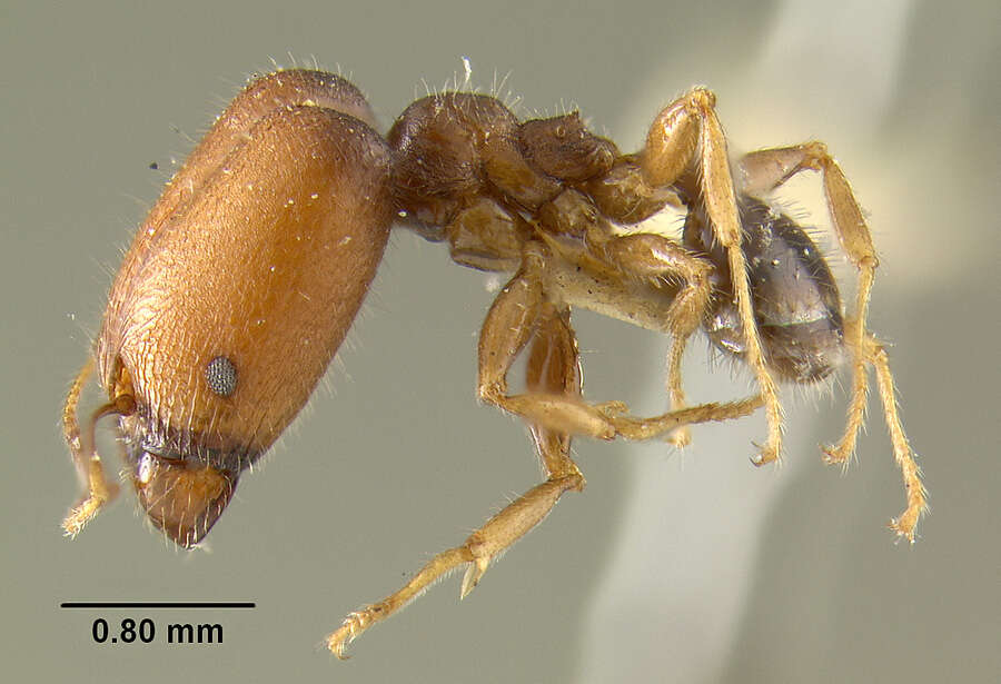 Image de Pheidole tepicana Pergande 1896