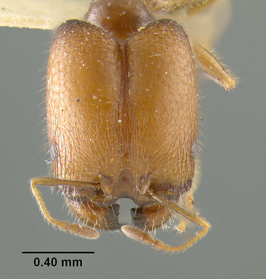 Image de Pheidole tepicana Pergande 1896