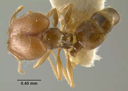 Image de Pheidole tepicana Pergande 1896