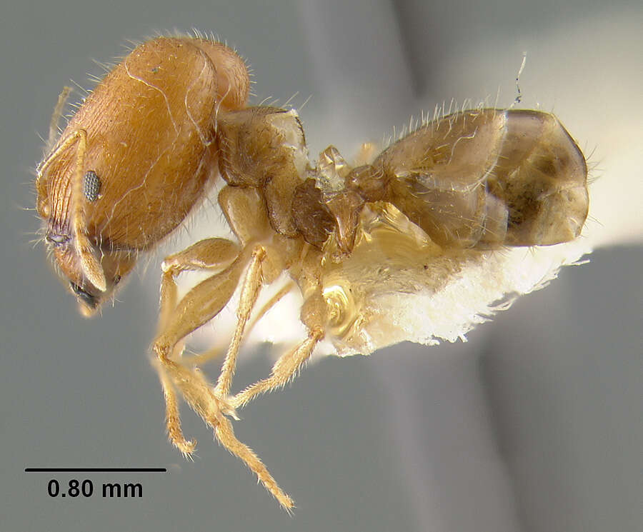 Image de Pheidole tepicana Pergande 1896