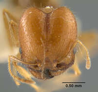 Image de Pheidole tepicana Pergande 1896